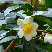 Camellia Sinensis in Java Burn
